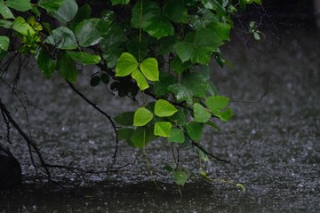 Obraz na płótnie Canvas rain on green leaves