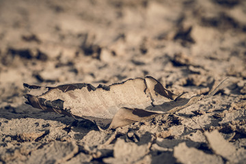 Dry  leaf on crack ground and environmental problems.