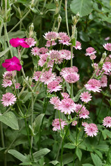 アストランティアとリクニス