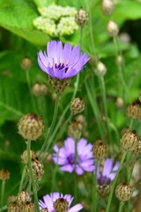 紫のカタナンケ