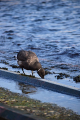 漁港で海藻を食べる一羽のコクガン
