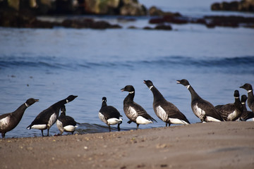 対抗するコクガンの群れ