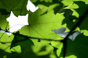 Green maple leaf lit by the bright summer sun close up