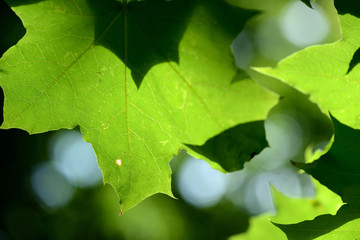 Green maple leaf lit by the bright summer sun close up