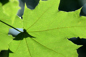 Green maple leaf lit by the bright summer sun close up