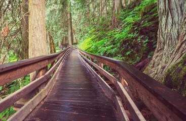 Boardwalk in the forest