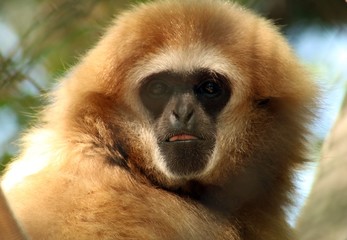 Monkey close up in zoo