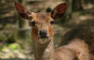 portrait of a deer