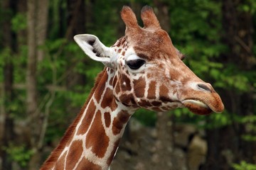 portrait of giraffe