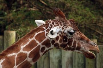 close up of giraffe