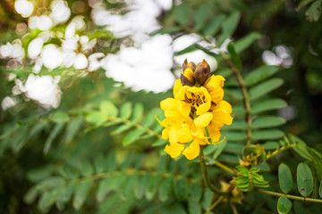 Blooming yellow Cassia flowers, Thai Copper Pod flowers