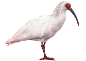 トキのイラスト