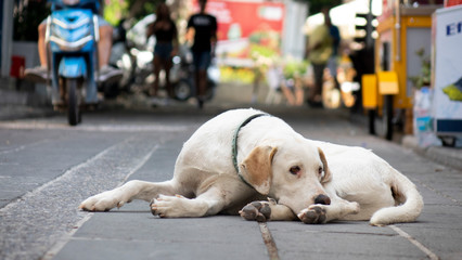Obraz na płótnie Canvas White homeless stray dog lying on the street.