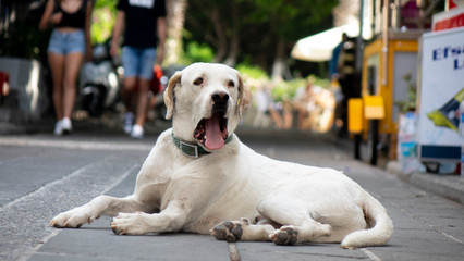 Obraz na płótnie Canvas White homeless stray dog lying on the street.