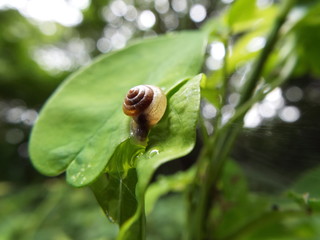 カタツムリ snail