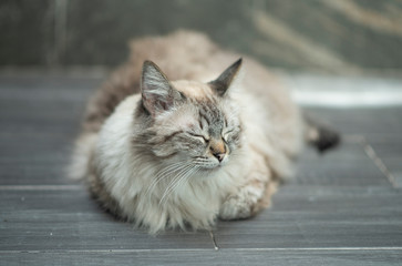 gato ojos cerrados dormido descansando