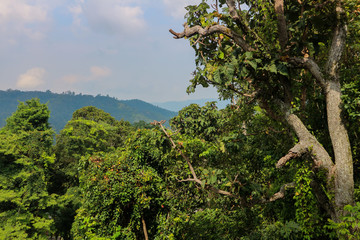 tree and mountian in rain forest, Thailand