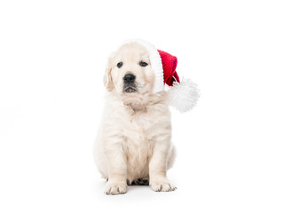Golden retriever puppy with Santa hat isolated