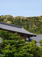Fototapeta premium Fushimi Inari Schrein Japanischer Tempel 