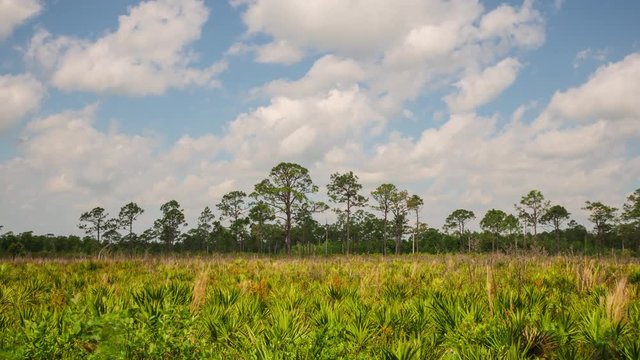 4K Pine Flatlands Clouds Timelapse 2