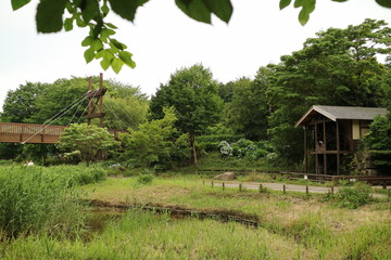 大和市の泉の森公園　日本
