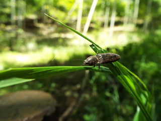 コメツキムシ click beetle