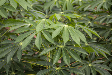 Cassava plant green field background.(Manihot esculenta)