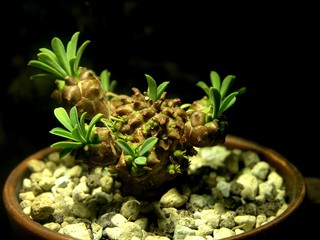 Succulent Euphorbia Habisan overgrown children. Amazing spurge bumps. Cones with green tufts....