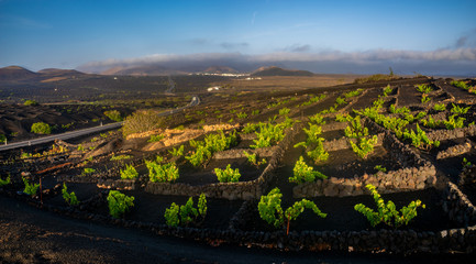 Vineyards of La Geria, Lanzarote. The most unusual vineyards in Europe. Vine grows on the slopes of...