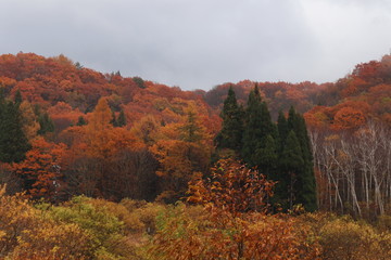 紅葉の山　恩原高原