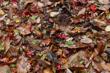 落葉の絨毯