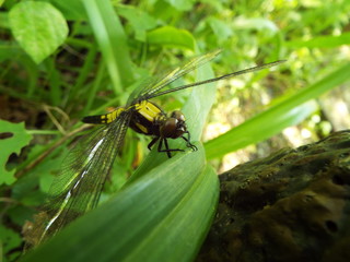 シオカラトンボ dragonfly