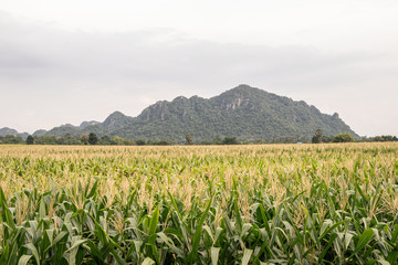 Fototapeta na wymiar Organic corn field at agriculture field.Beautiful green field before harvest.