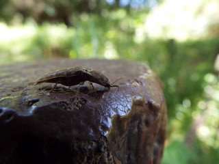 コメツキムシ click beetle