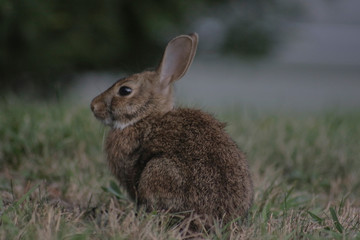 Bunny