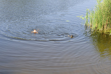 Dog and boy are swimming on the river.