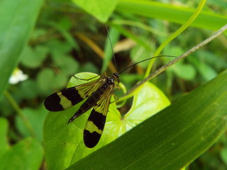 ヤマトシリアゲ scorpionfly