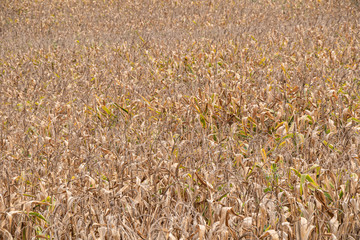 Obraz premium Beautiful sunrise over the corn field.