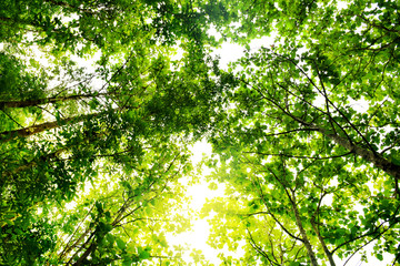Branches of green tree with leaves isolated on white background