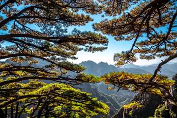 UNESCO World Heritage Site Natural beautiful landscape of Huangshan mountain scenery ( Yellow mountain ) in Anhui CHINA, It is a best of China major tourist destination.