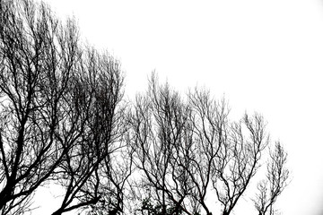 Branches of dry tree isolated on white background