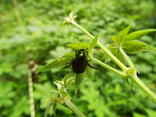 マメコガネ japanese beetle