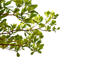 Branches of green leaves isolated on white background
