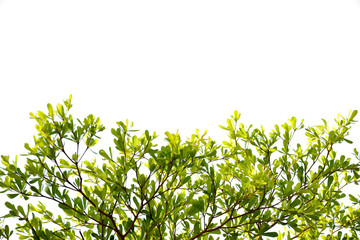 Branches of green leaves isolated on white background