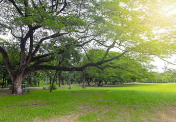 Obraz premium The grass field and the trees in the park are bright green.