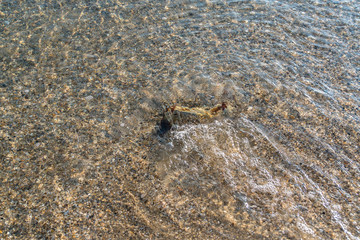 The sea is so bright that the shells are seen below.