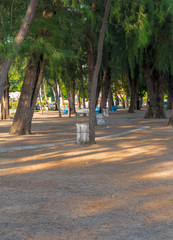 Beautiful green seaside pine trees and trash cans.