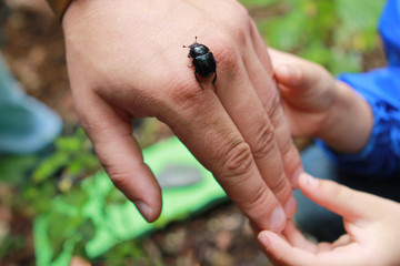 the child carefully examines the insect, a black large bug that dad sits on his hand, a concept for protecting nature