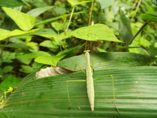 カマキリ mantis