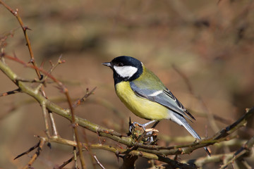 Great Tit (Parus major) in the nature protection area Moenchbruch near Frankfurt, Germany.